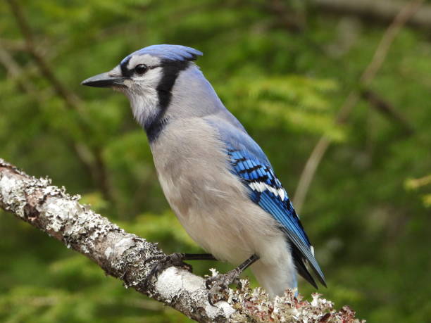istock Close-up of a Blue Jay perched on a tree branch 2156047701