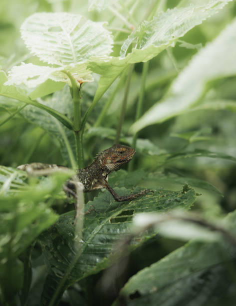 istock Harlequin lizard in foliage beside dewy water droplets. 2156047732