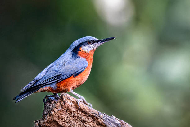 istock Chestnut bellied nuthatch in Sattal, Uttarakhand, India 2156047834