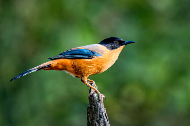 istock Rufous sibia in Sattal, Uttarakhand, India 2156047865