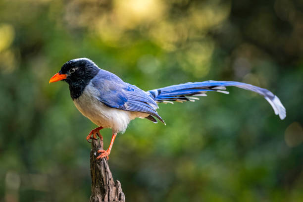 istock Red billed blue magpie on Sattal, Uttarakhand, India 2156047873