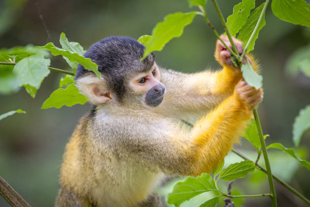 istock Black-capped squirrel monkeys, also known as Bolivian squirrel monkeys, Peruvian squirrel monkeys 2156047894