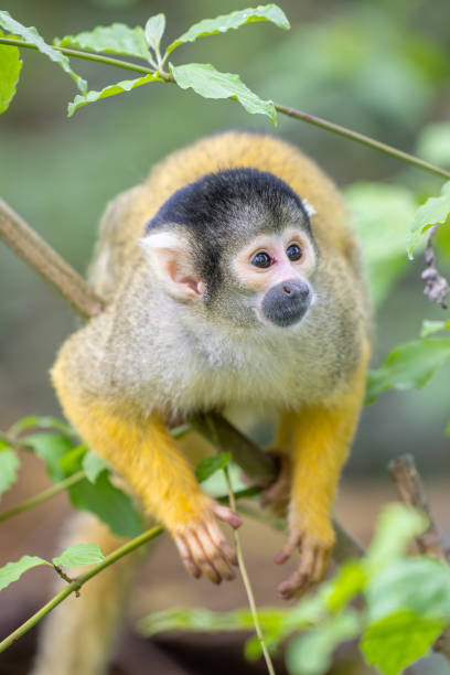 istock Black-capped squirrel monkeys, also known as Bolivian squirrel monkeys, Peruvian squirrel monkeys 2156047905