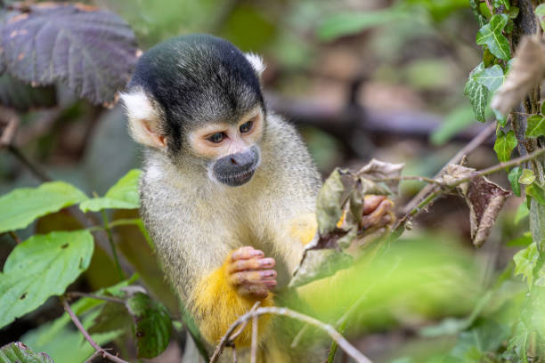 istock Black-capped squirrel monkeys, also known as Bolivian squirrel monkeys, Peruvian squirrel monkeys 2156047907