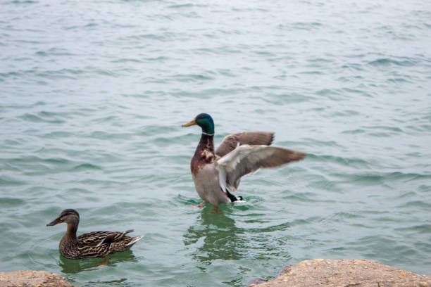 Two ducks with outstretched wings swimming closely in water