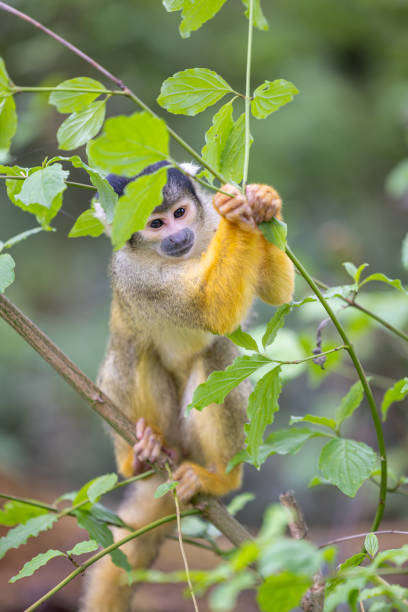 istock Black-capped squirrel monkeys, also known as Bolivian squirrel monkeys, Peruvian squirrel monkeys 2156047919