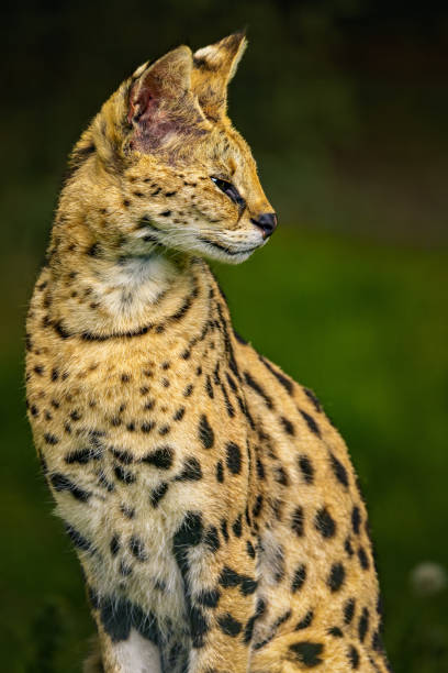 istock Serval wild cat (Leptailurus serval) in lush green grass 2156048212