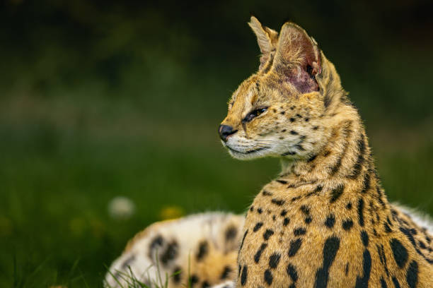 A Serval wild cat (Leptailurus serval) in lush green grass
