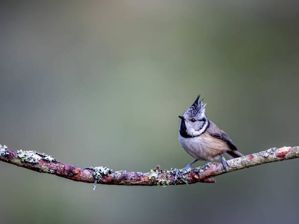 istock Crested Tit perched on a mossy tree branch close to the ground. 2156048885