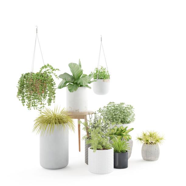 istock several pots and pots with plants hanging on the back of them 2156049148