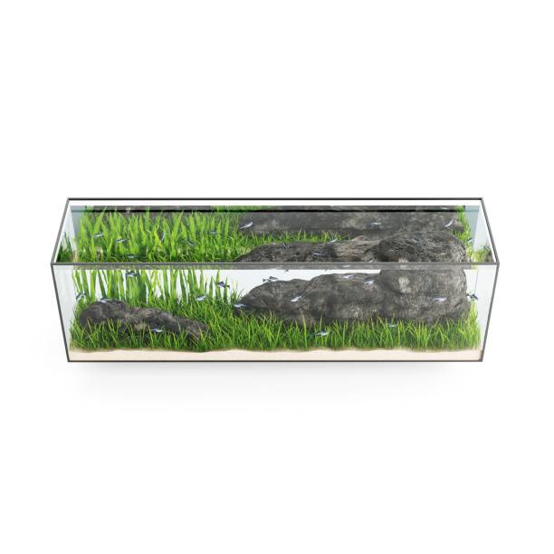 istock 3D rendering of an aquarium with rocks, grass, and water. 2156049194