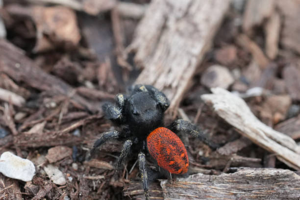 istock Closeup on a colorful young Phidippus johnson jumping spider with it's remarkable red abdomen 2156049405