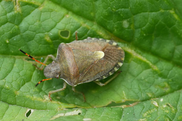 istock Closeup on an adult vernal shieldbug, Peribalus strictus vernalis sitting on a green leaf 2156049444