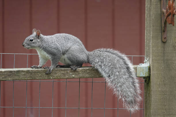 Detailed closeup on a cute and fluffy Western Gray Squirrel, Sciurus griseus, climbing a fence in the garden, Coquille, Oregon