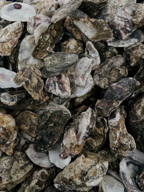 istock Close up of oyster shells 2156050143