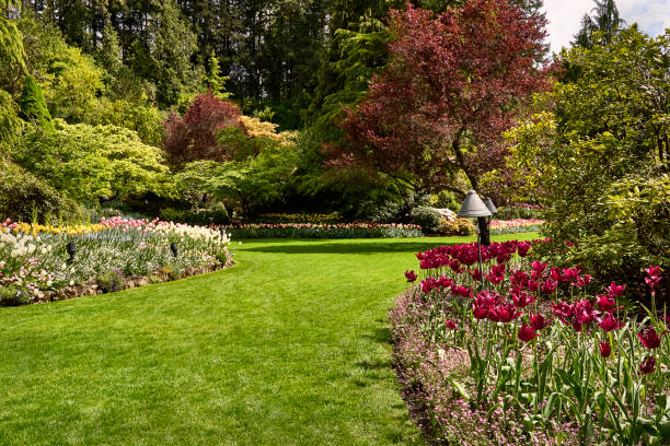 A bright red spring tulip bed in the sunken garden at Butchart Gardens, BC. A bright red tulip bed and colorful spring trees in the sunken garden at Butchart Gardens, BC. pacific northwest region stock pictures, royalty-free photos & images