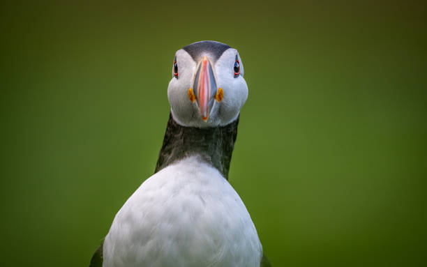 istock Selective focus shot of a stunning puffin against a lush backdrop 2156050663