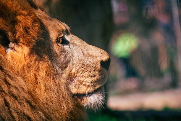 A spectacularly beautiful portrait of a lion in profile. Lion portrait. Lion Face Portrait Lion Looking