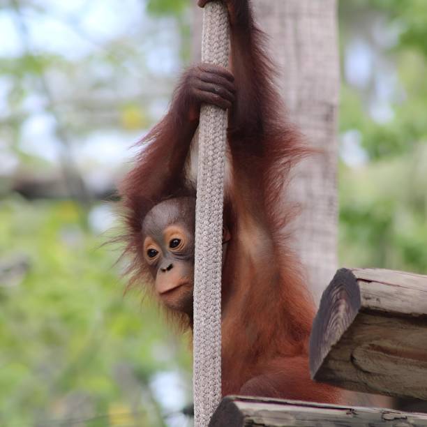 istock Adorable baby orangutan suspended from a pole by a rope 2156050976