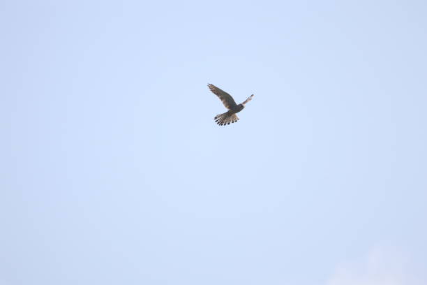 A bird soaring under clear skies and fluffy clouds on a sunny day