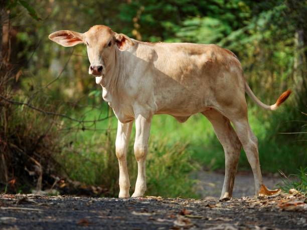 istock a baby cow standing on a dirt path in the forest 2156051589