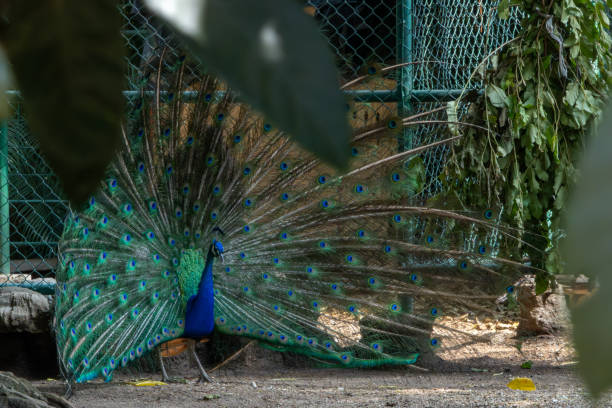 Peacock displaying vibrant feathers on the ground with a fence backdrop