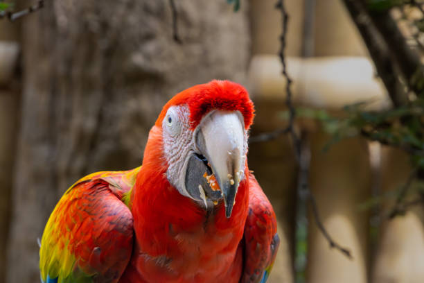 Scarlet macaw bird