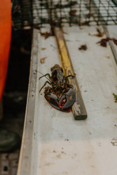 istock lobster on a table next to a hammer and fork with a red handle 2156051860