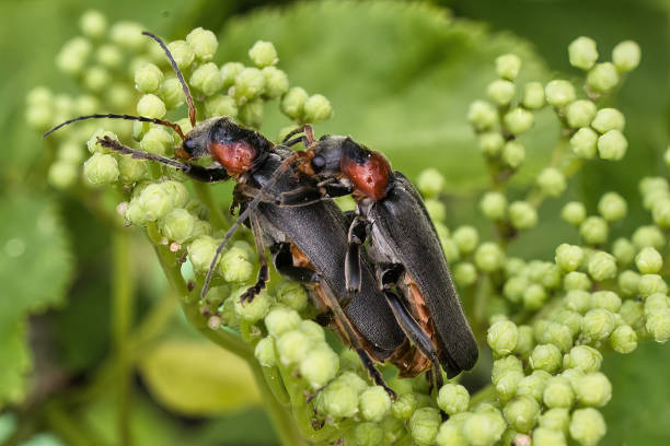 istock Close-up of mating Brown soft beetles (Cantharis fusca) 2156052068