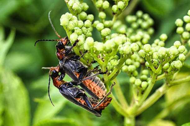 istock Close-up of mating Brown soft beetles (Cantharis fusca) 2156052076