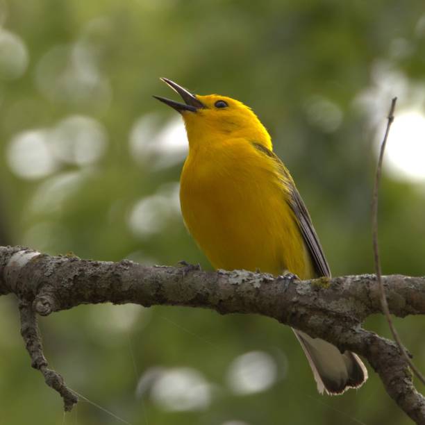 istock Prothonotary Warbler perched on a tree branch in Texas. 2156052163