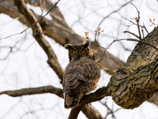 istock a very big cute looking owl sitting on a branch of a tree 2156052185