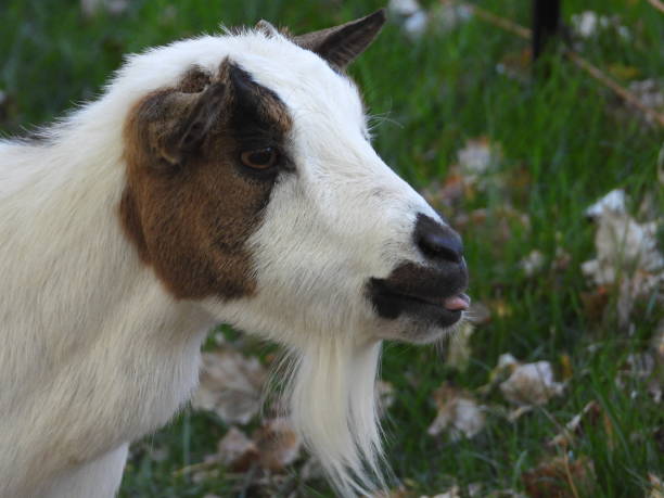 istock White goat in a field gazes ahead 2156052277