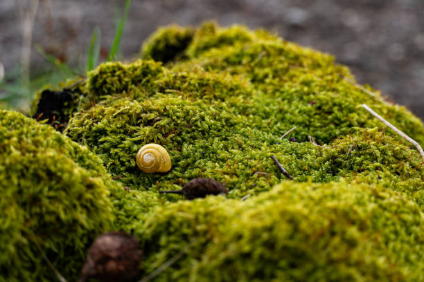 Moss-covered rocks with a small snail perched on top