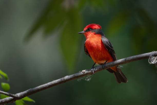 istock Scarlet flycatcher bird perched on a branch with green foliage 2156052384