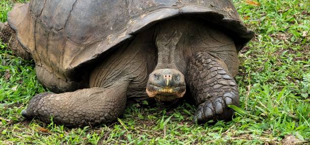 istock Giant turtle resting on grassy terrain 2156052992