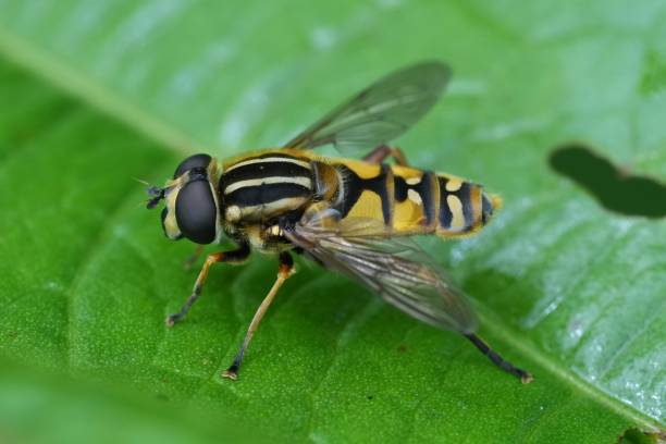istock Detailed macro on a European dangling marsh-lover hoverfly, sitting on a green leaf 2156053051