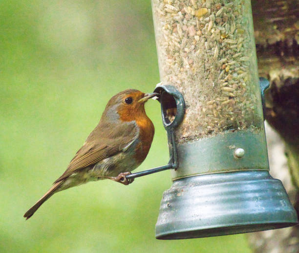 European robin sitting on a terracotta bird feeder covered in snow.