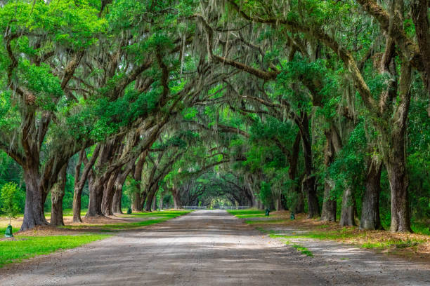 istock Natural tree line formation at Wormsloe Historic Site in Savannah, GA. 2156053233