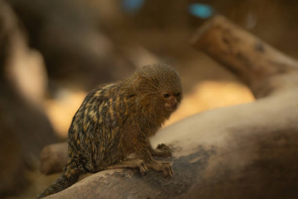 A portrait of a cappuccino monkey, its expressive eyes brimming with curiosity and intelligence