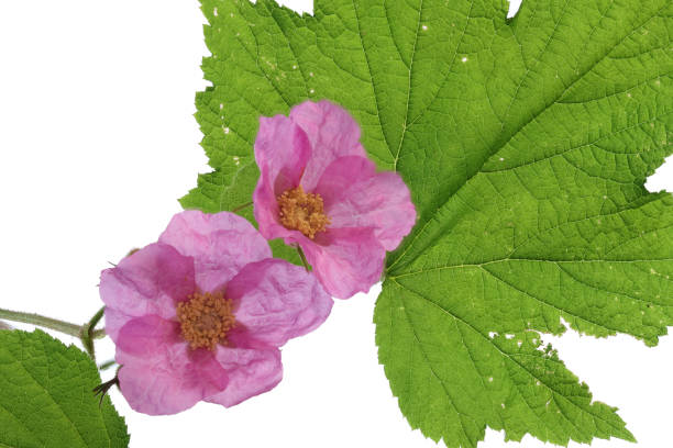 Two delicate pink-coloured blossoms of a purple-flowered raspberry with green leaves.