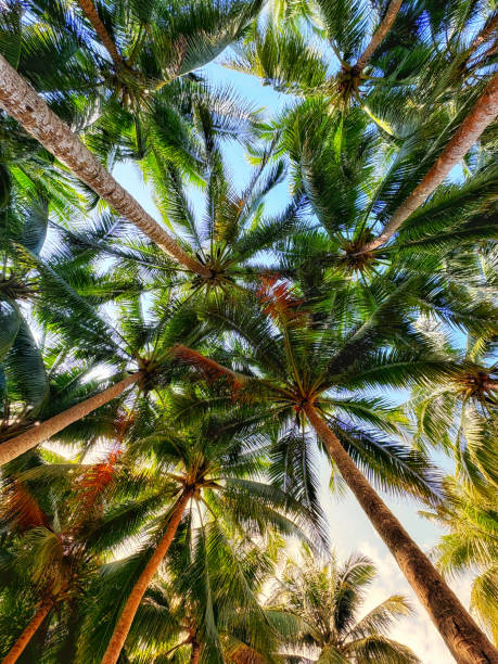 In the coconut grove