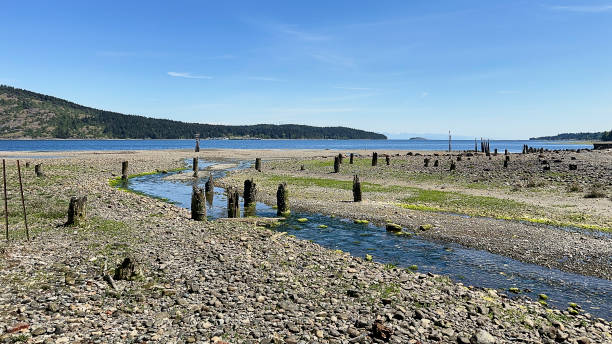 istock Old pilings that supported a sawmill in an earlier time, with a small stream running into the ocean. 2156053938