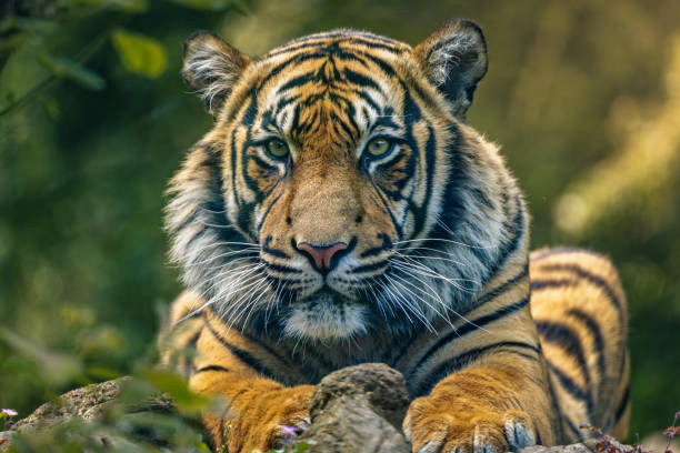 istock Closeup of a Bengal tiger lying on a moss-covered rock 2156054652