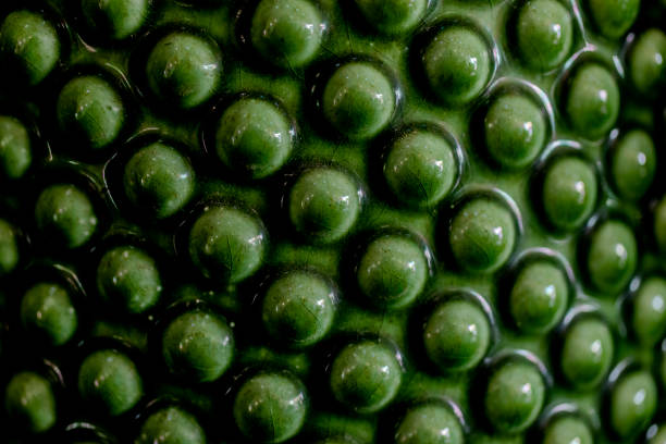 Green plant with tiny dark perforations