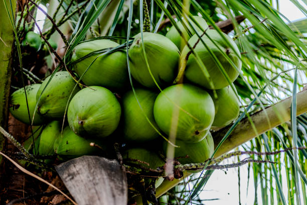 Coconut tree with numerous green coconuts