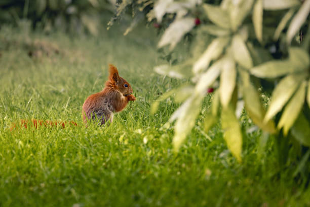 Wild Red Squirrel eating food
