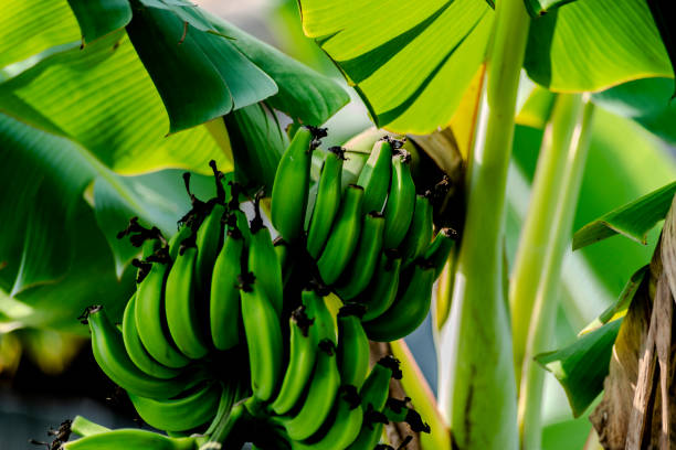 Banana tree with ripe bananas hanging from branches