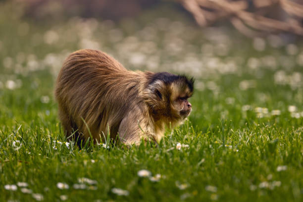 istock a monkey on the grass playing with a frisbee 2156054917