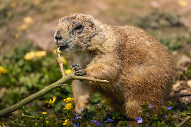 Adorable young groundhog standing up about to eat carrot with tongue exposed in vintage garden setting